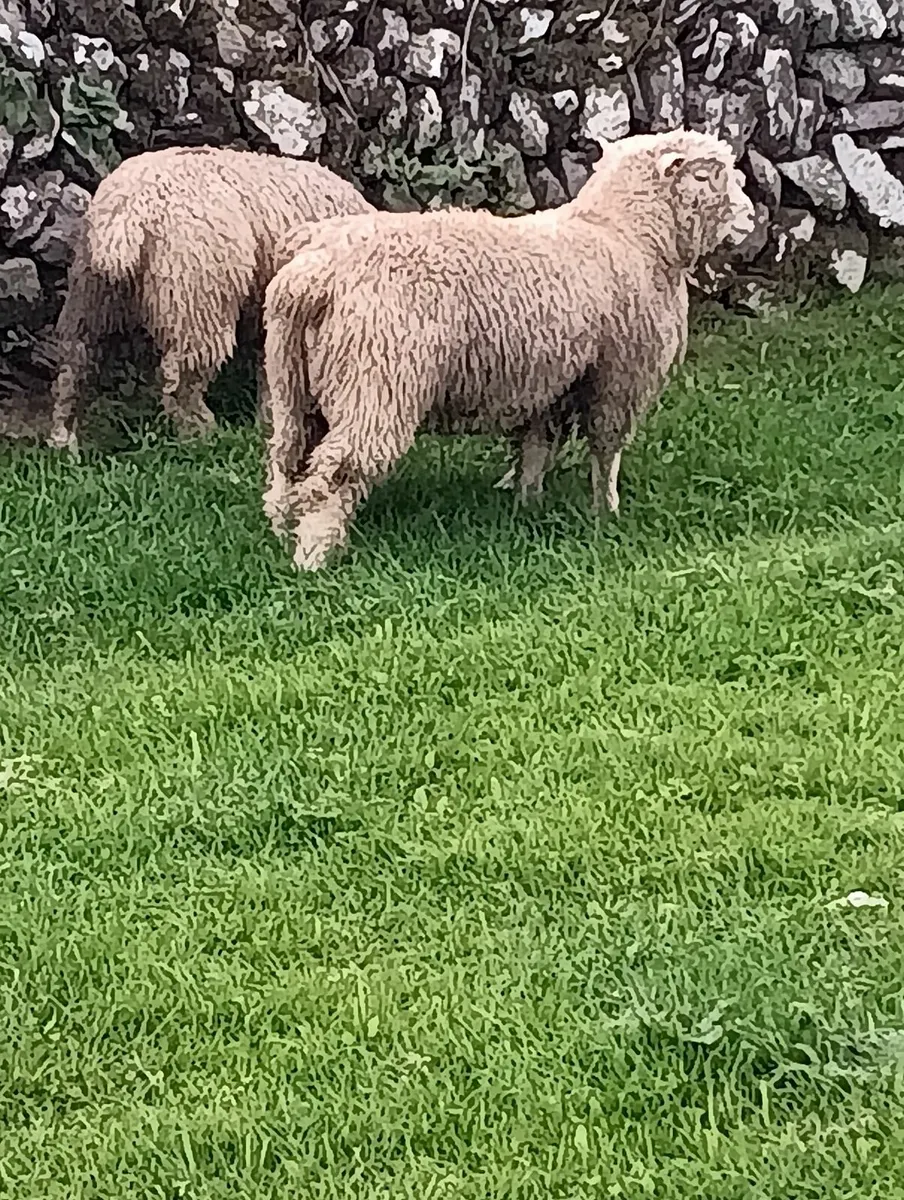 Dorset ram lambs - Image 4