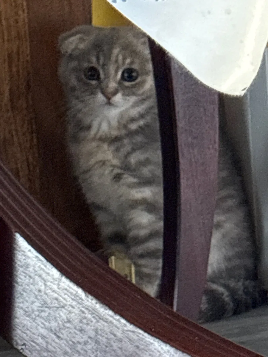 Scottish kittens for sale and Mom is for sale - Image 2