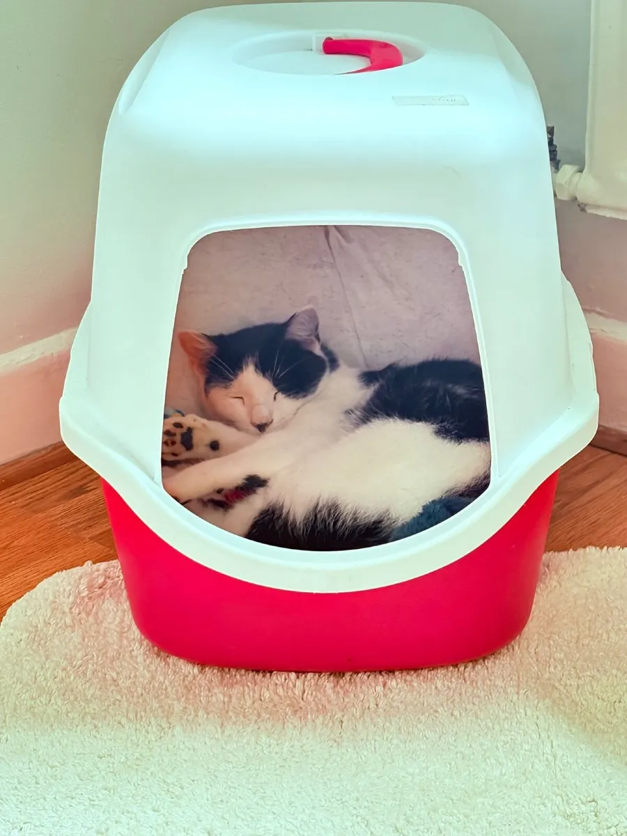 Cat for donation - Image 1