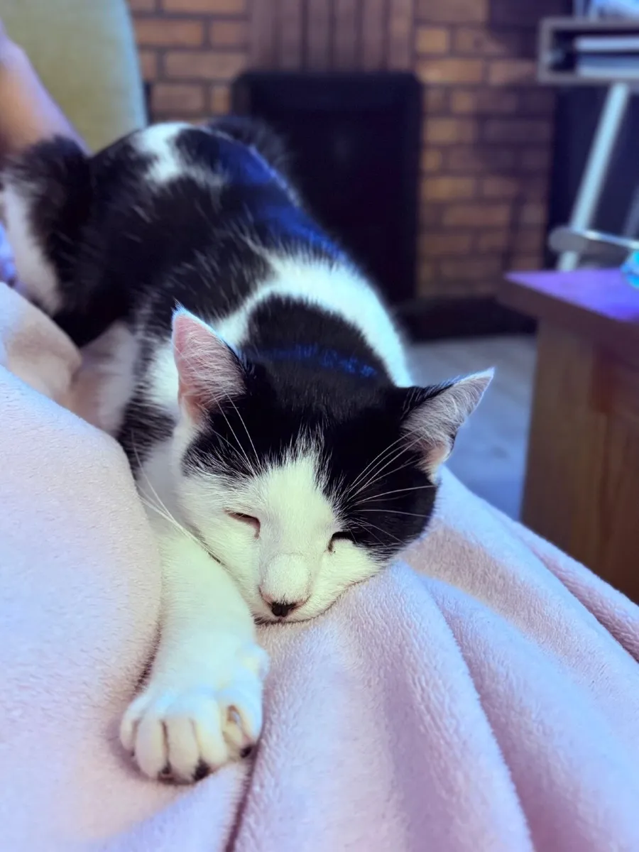 Cat for donation - Image 2