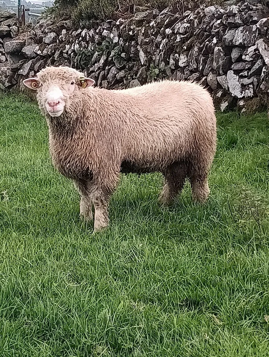 Dorset ram lambs - Image 1