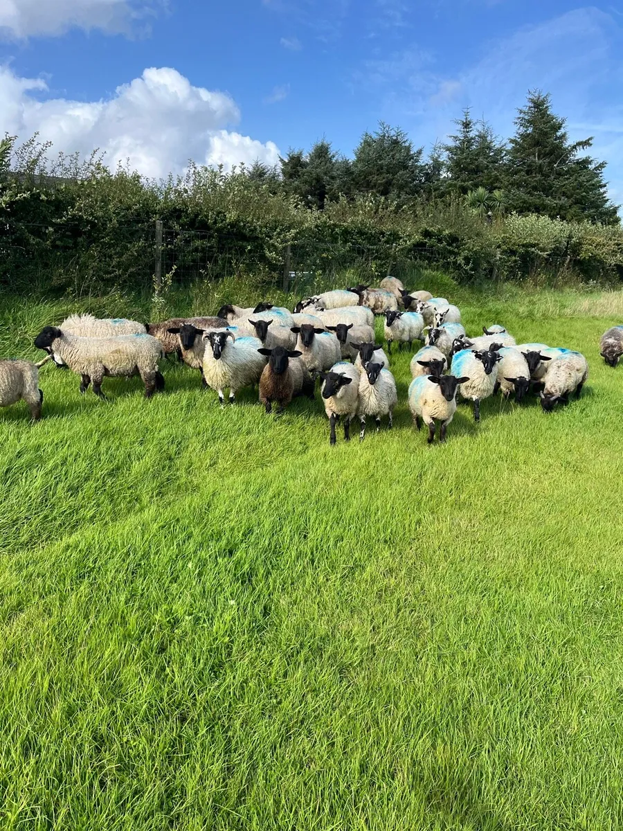 Store lambs - Image 1