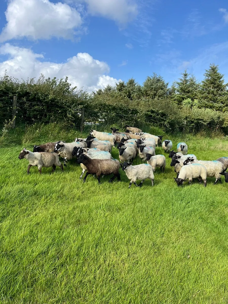 Store lambs - Image 2