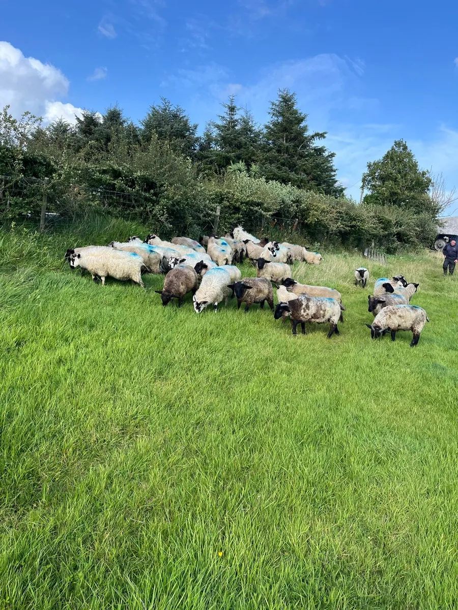 Store lambs - Image 3
