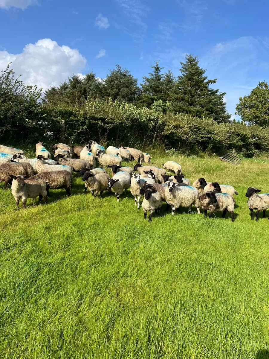 Store lambs - Image 4