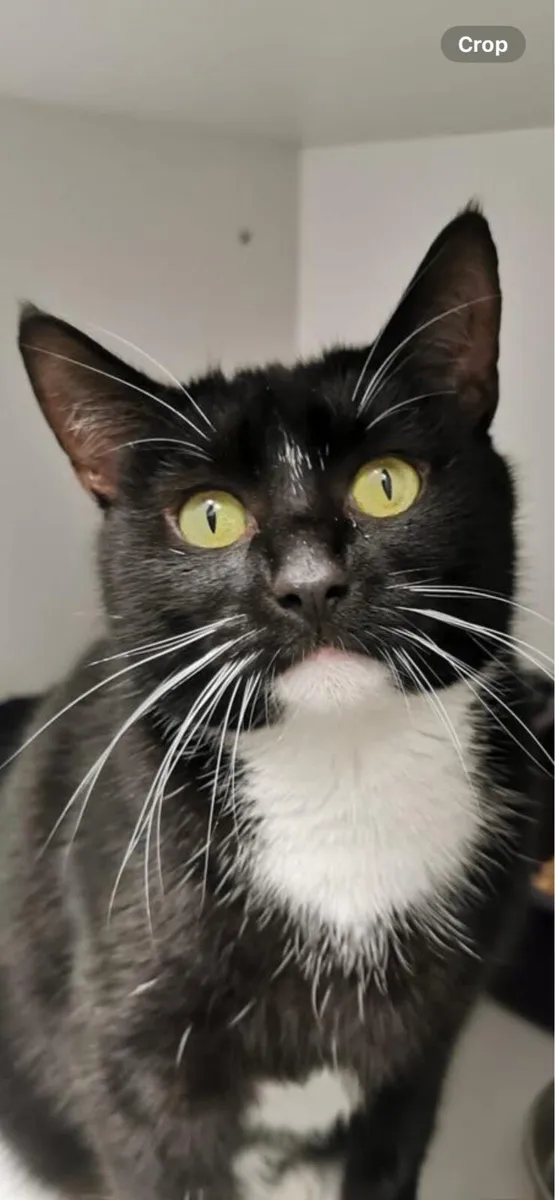 Tuxedo Cat - Image 1