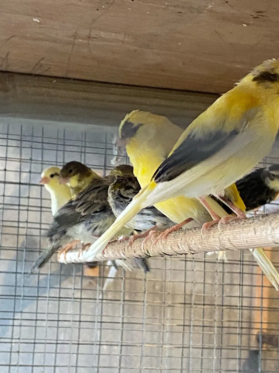 Canaries - Image 1