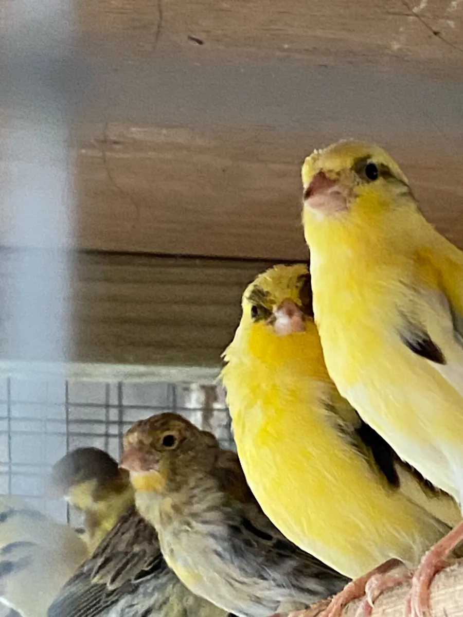 Canaries - Image 2