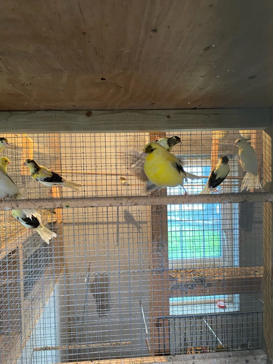 Canaries - Image 3