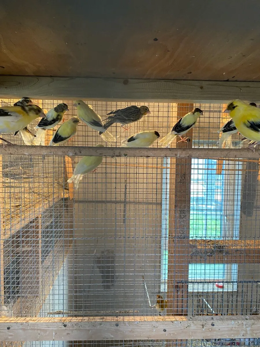 Canaries - Image 4