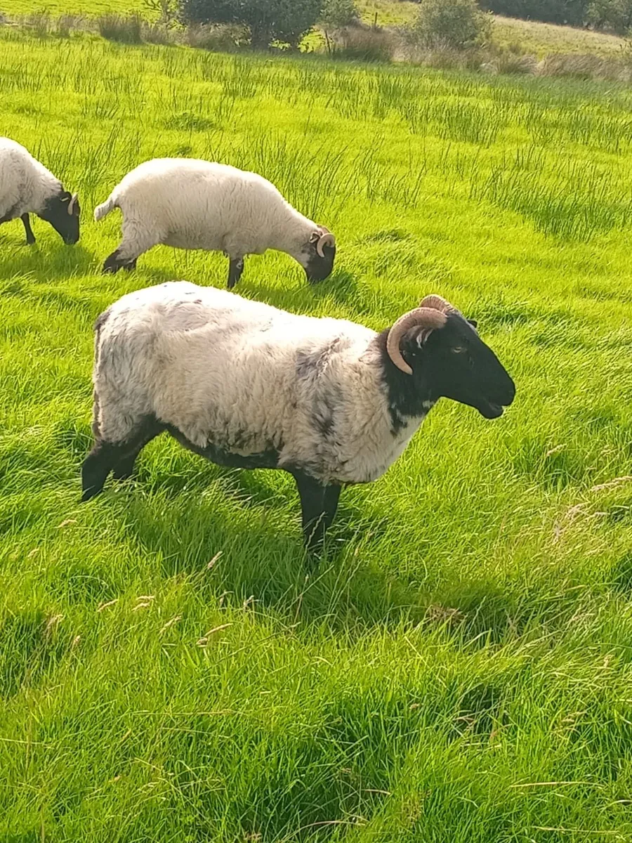 Hoggets - Image 1