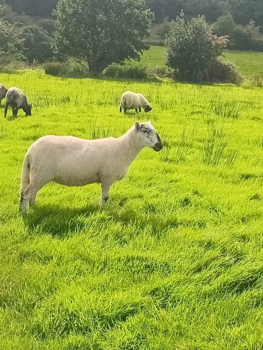Hoggets - Image 2