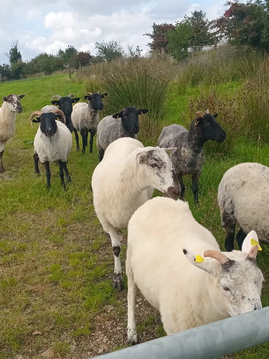 Hoggets - Image 3