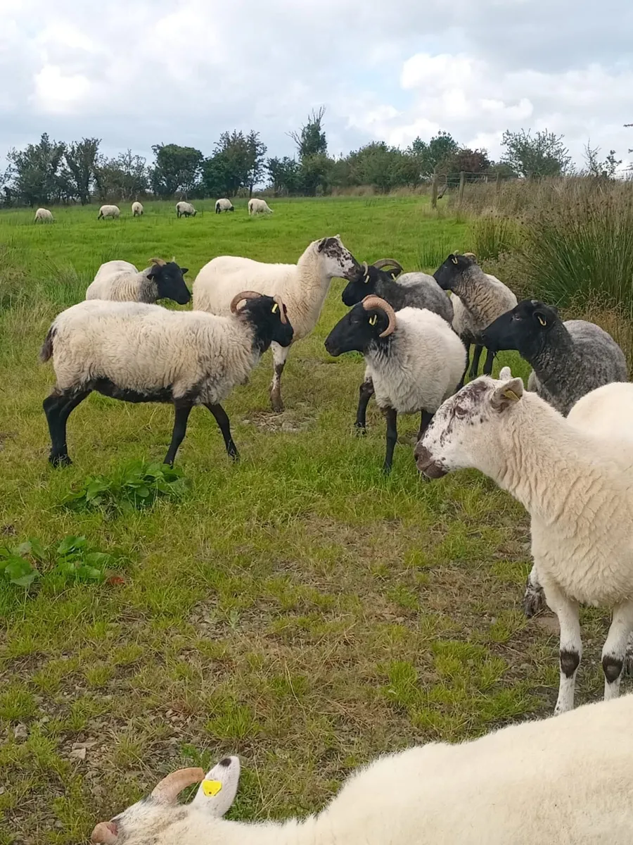 Hoggets - Image 4