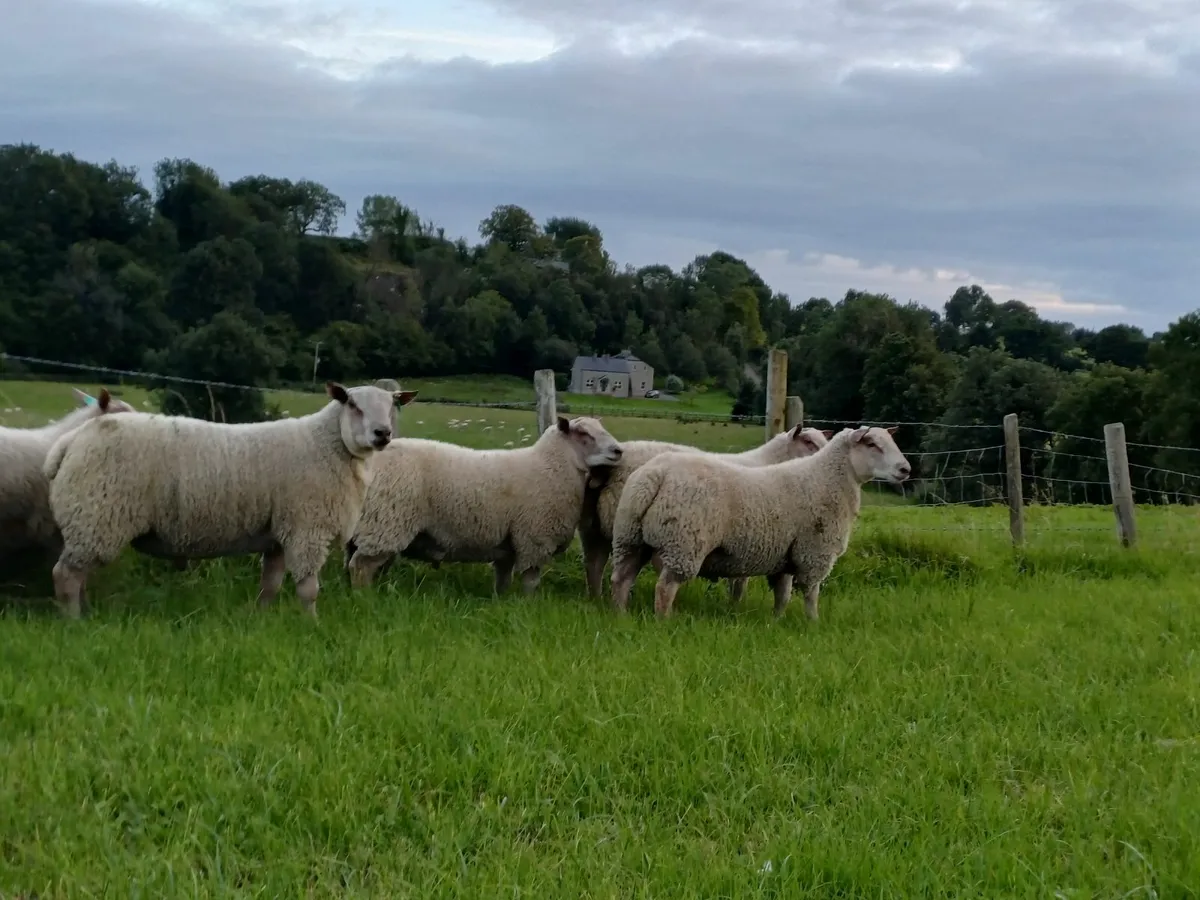 Charollais rams - Image 2