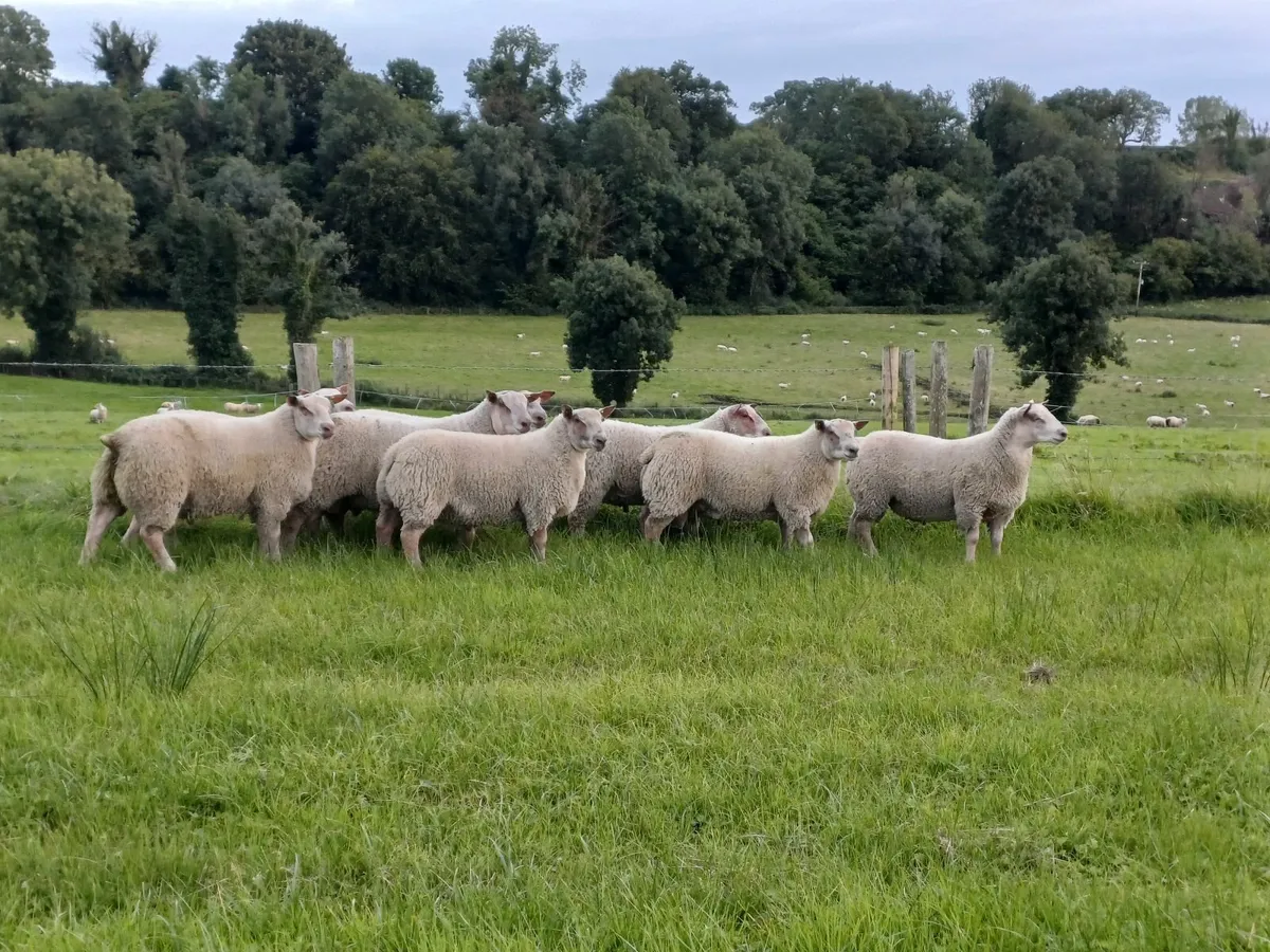 Charollais rams - Image 3
