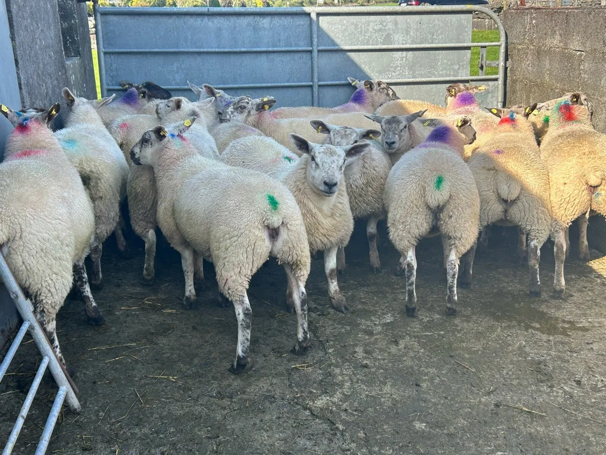 25 Ewe Lambs For Ennis Mart Tomorrow 9th Of August - Image 2