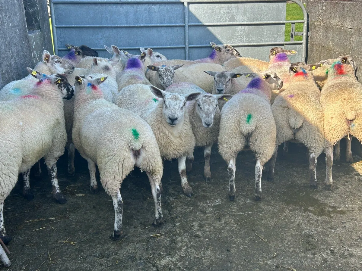 25 Ewe Lambs For Ennis Mart Tomorrow 9th Of August - Image 1