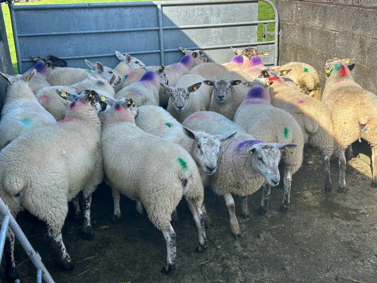 25 Ewe Lambs For Ennis Mart Tomorrow 9th Of August - Image 3