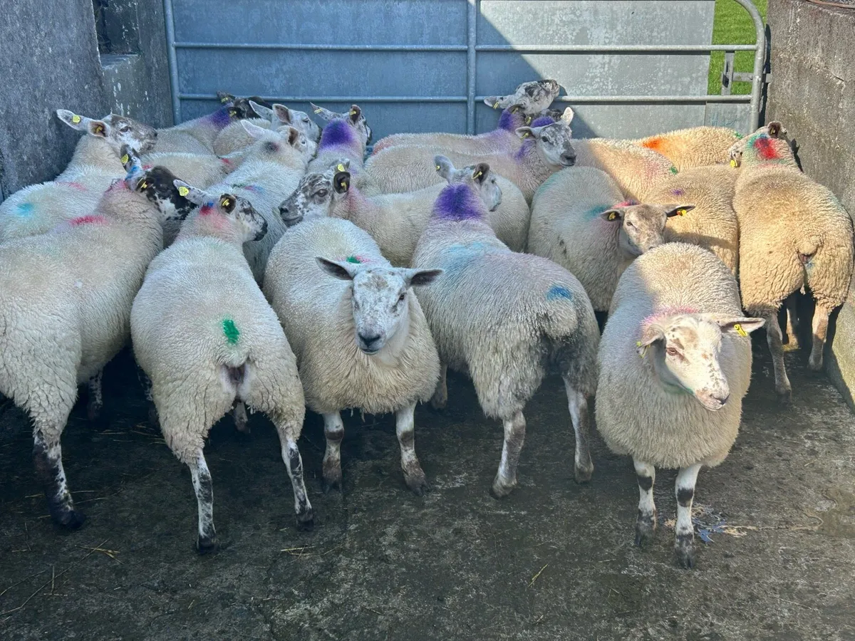 25 Ewe Lambs For Ennis Mart Tomorrow 9th Of August - Image 4
