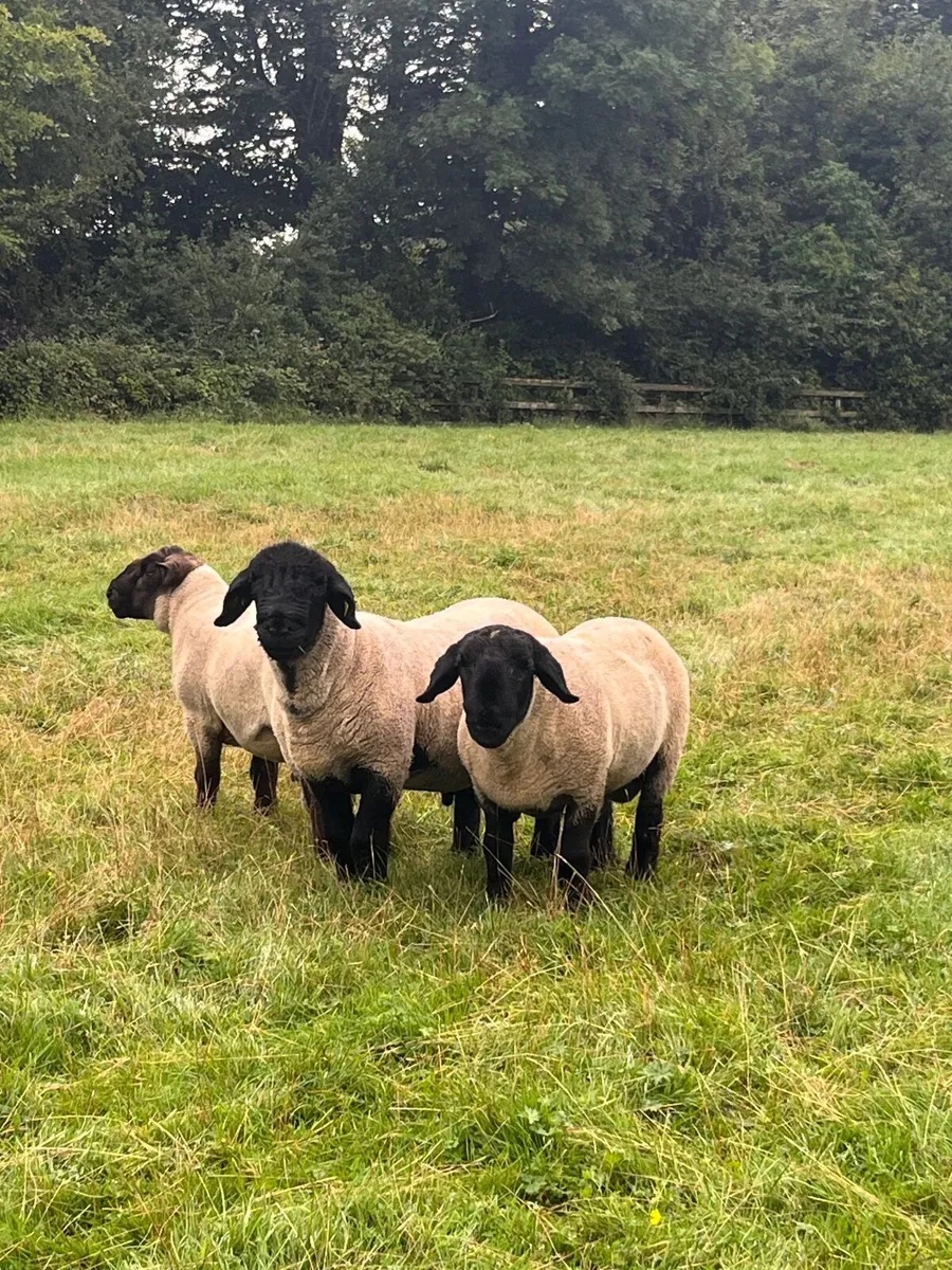 Suffolk Rams - Image 1