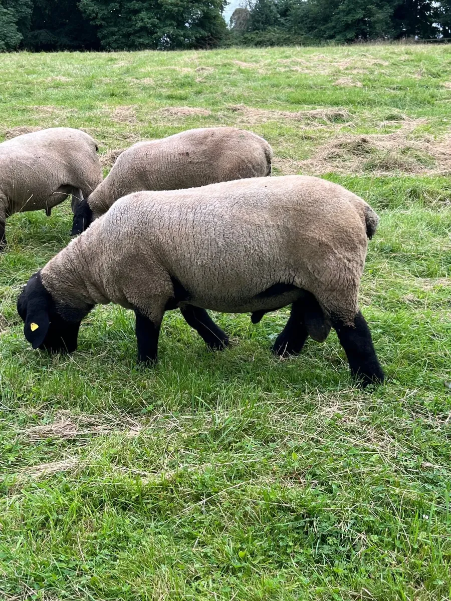 Suffolk Rams - Image 2
