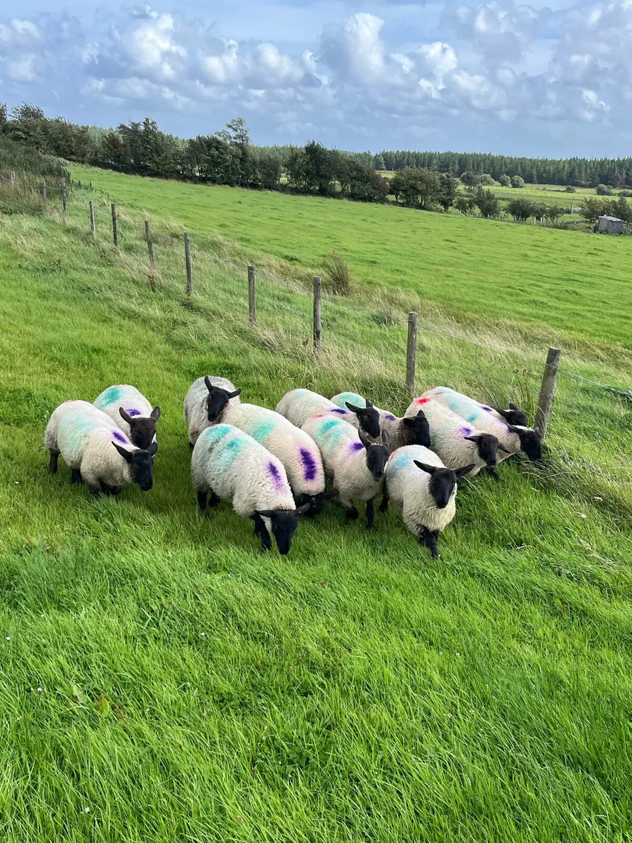 Suffolk x mule ewe lambs - Image 1