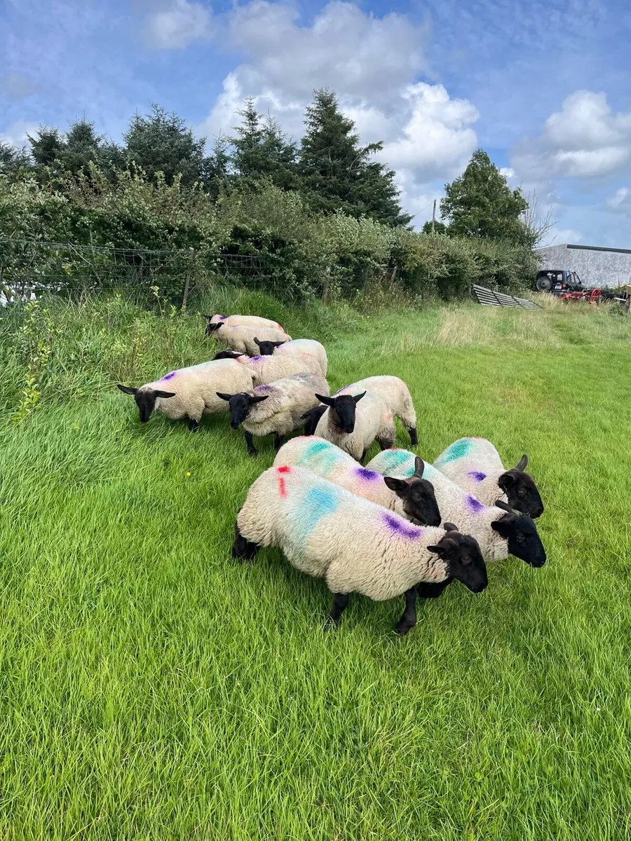 Suffolk x mule ewe lambs - Image 3