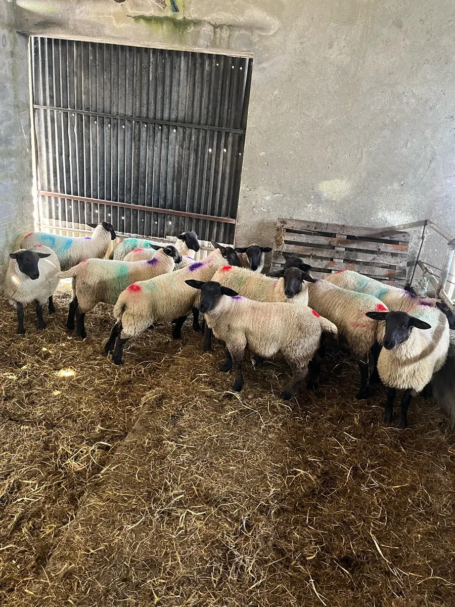 Suffolk x mule ewe lambs - Image 4