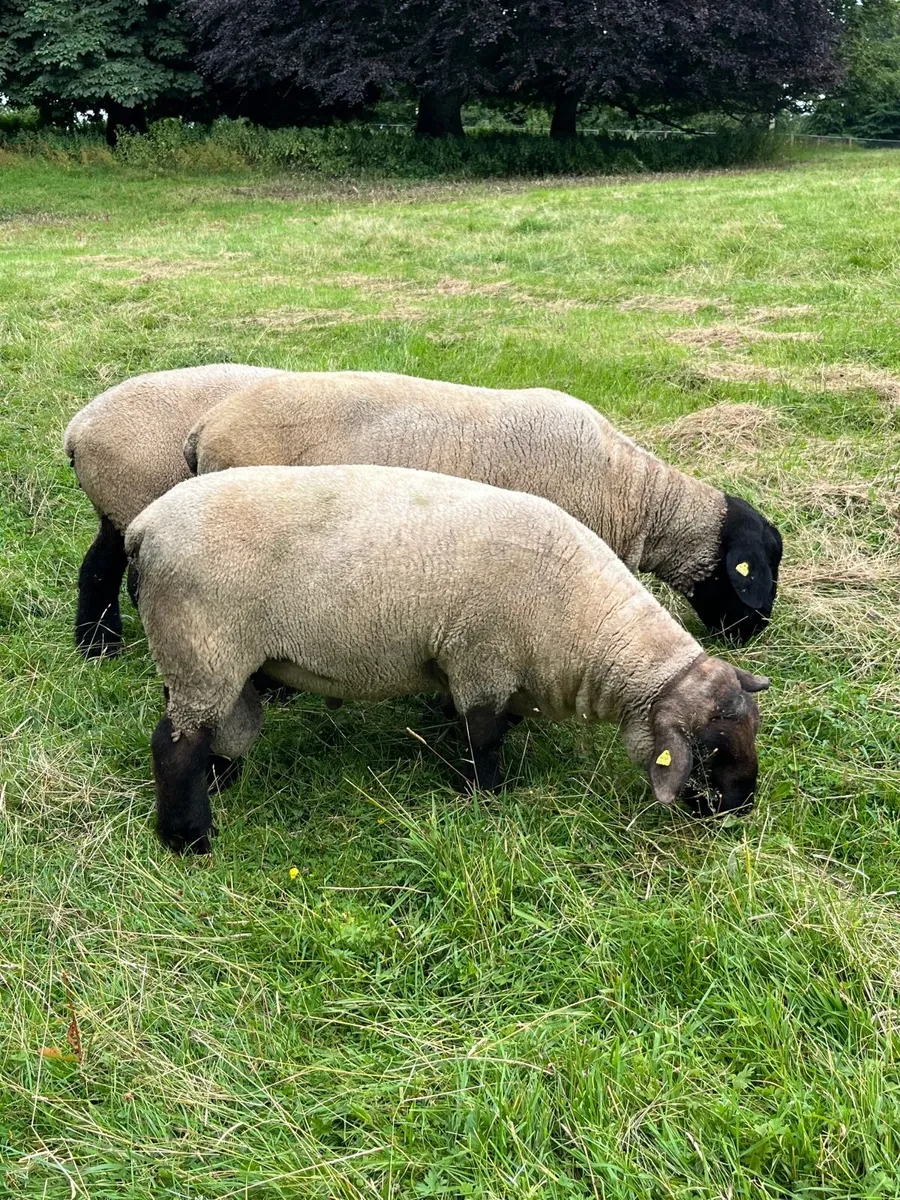 Suffolk Rams - Image 3