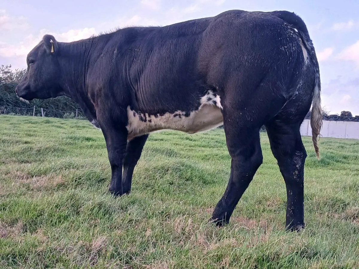 🌟 Super Blue Heifer 🌟 - Image 1