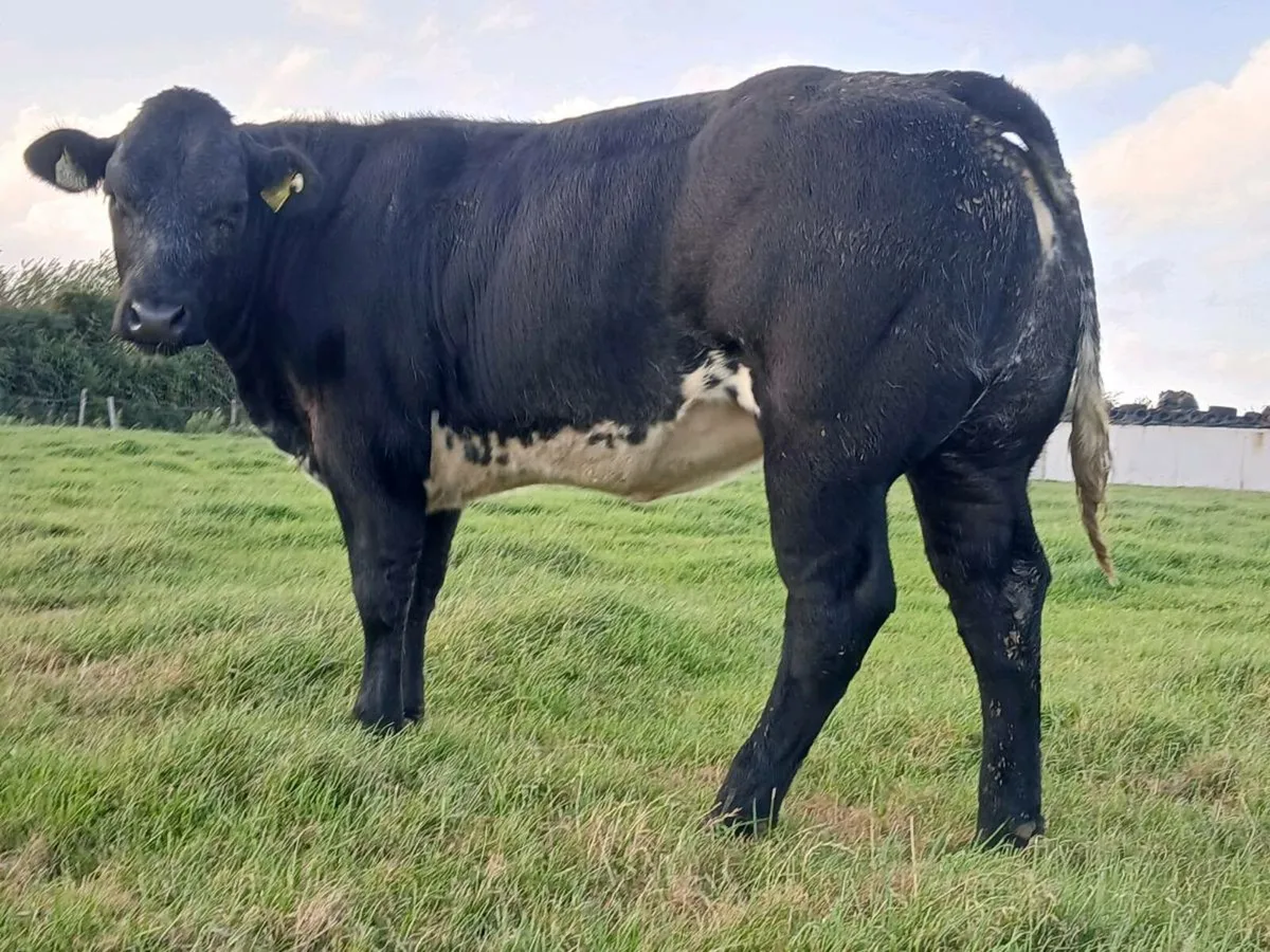 🌟 Super Blue Heifer 🌟 - Image 2