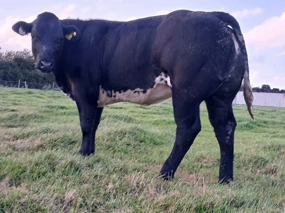 🌟 Super Blue Heifer 🌟 - Image 3