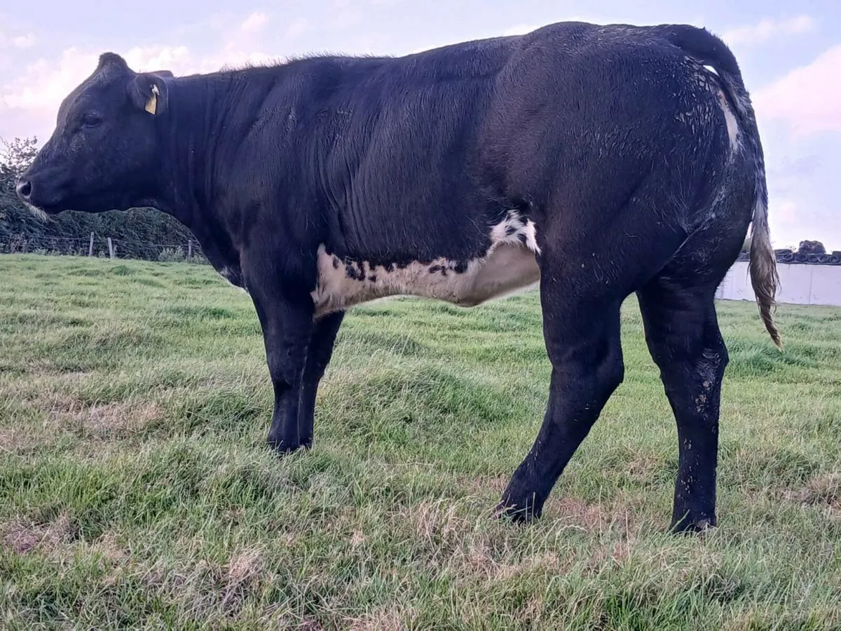🌟 Super Blue Heifer 🌟 - Image 4