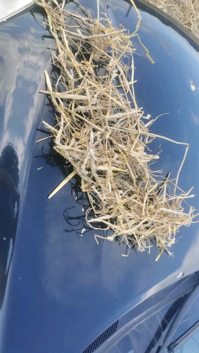 Maize bales, Wheaten straw, Enermax beet - Image 3