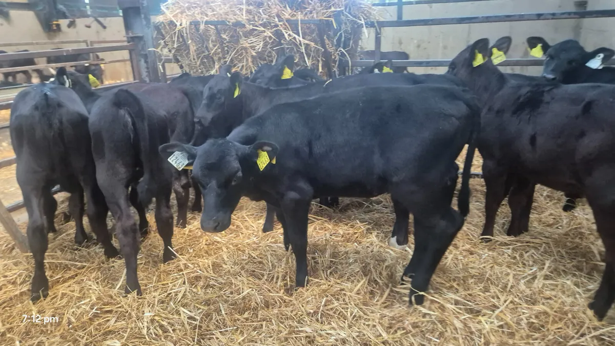 14 Quality Aberdeen Angus Heifers - Image 1
