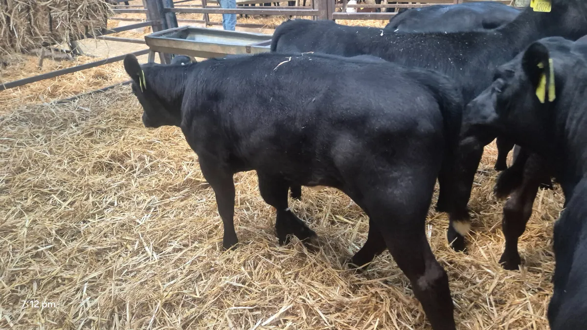 14 Quality Aberdeen Angus Heifers - Image 4