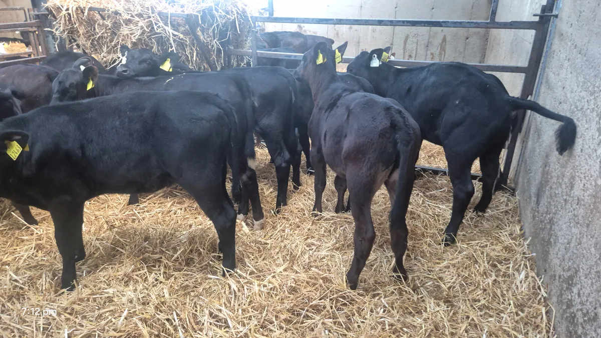 14 Quality Aberdeen Angus Heifers - Image 3