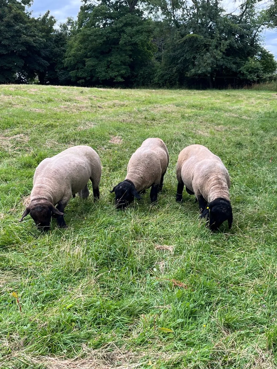 Suffolk Rams - Image 4