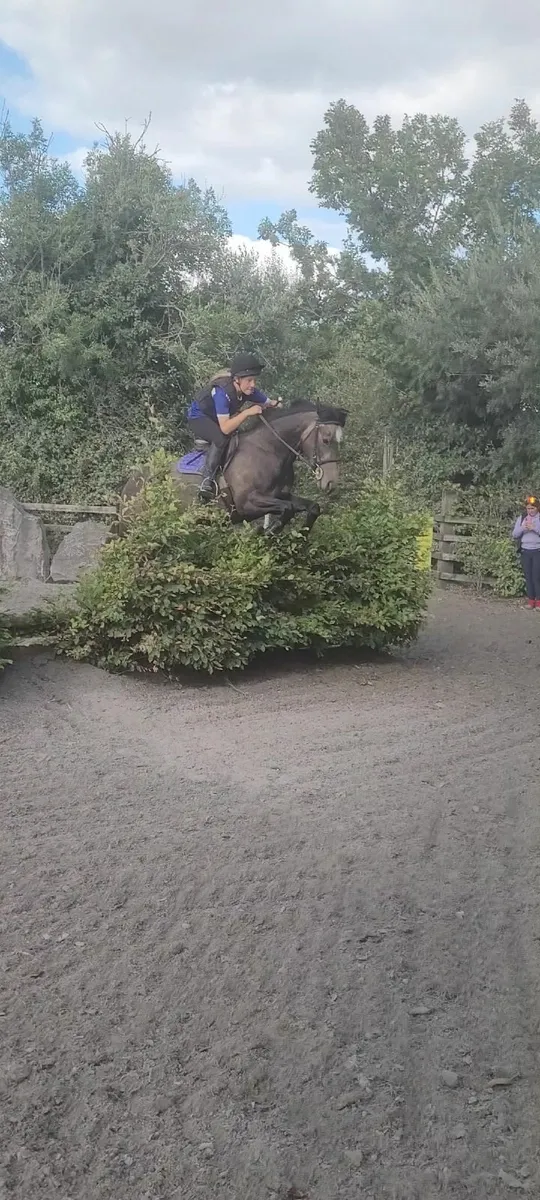 Horse - Image 2