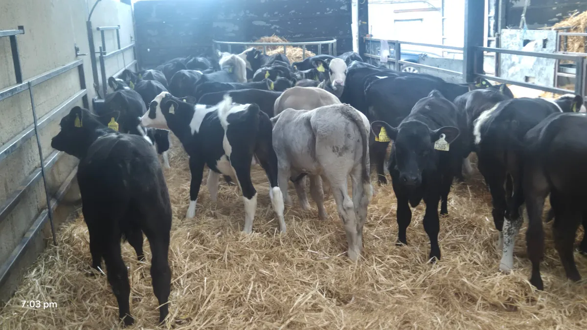 40 Quality strong  bull  calves for sale - Image 3