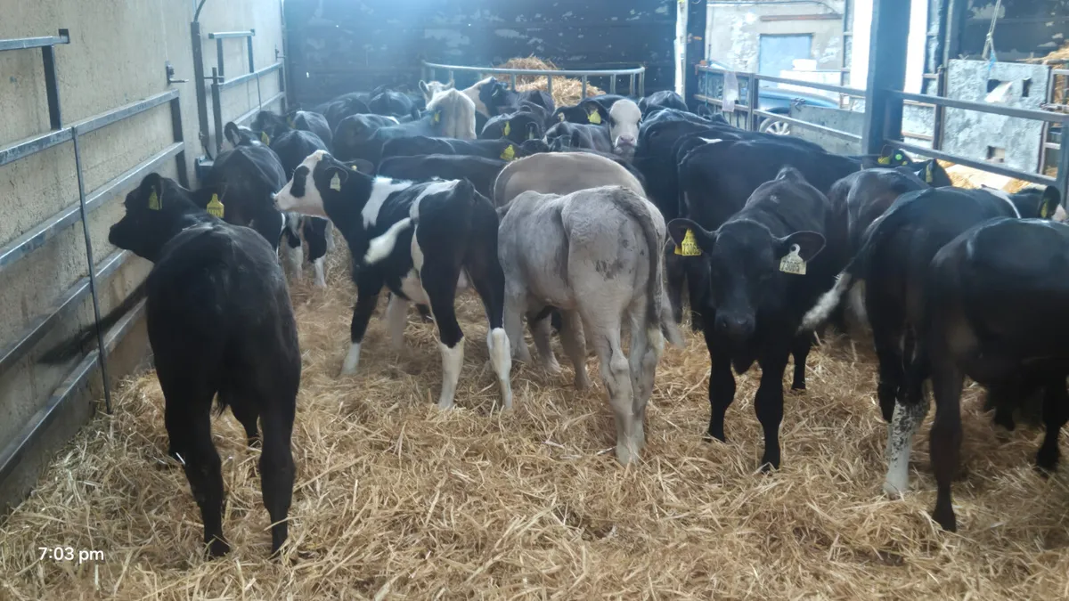 40 Quality strong  bull  calves for sale - Image 4