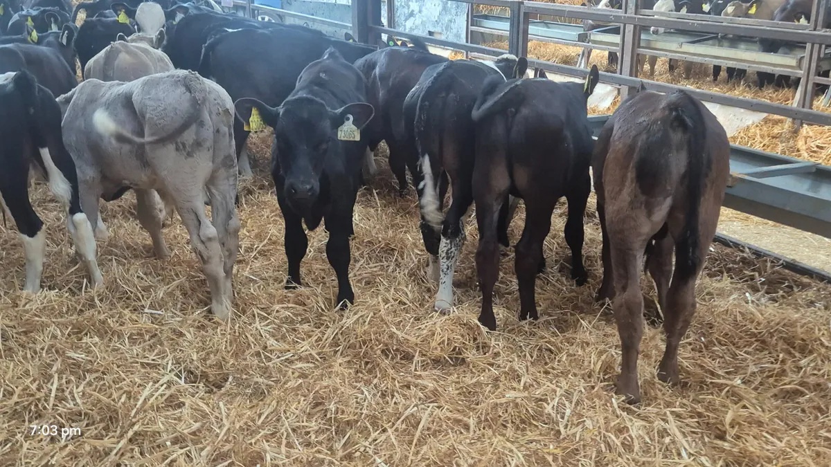 40 Quality strong  bull  calves for sale - Image 1