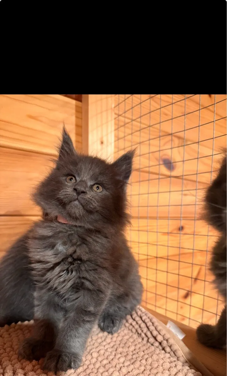 TICA Blue Smoke Maine Coon - DELIVERY AVAILABLE - Image 1