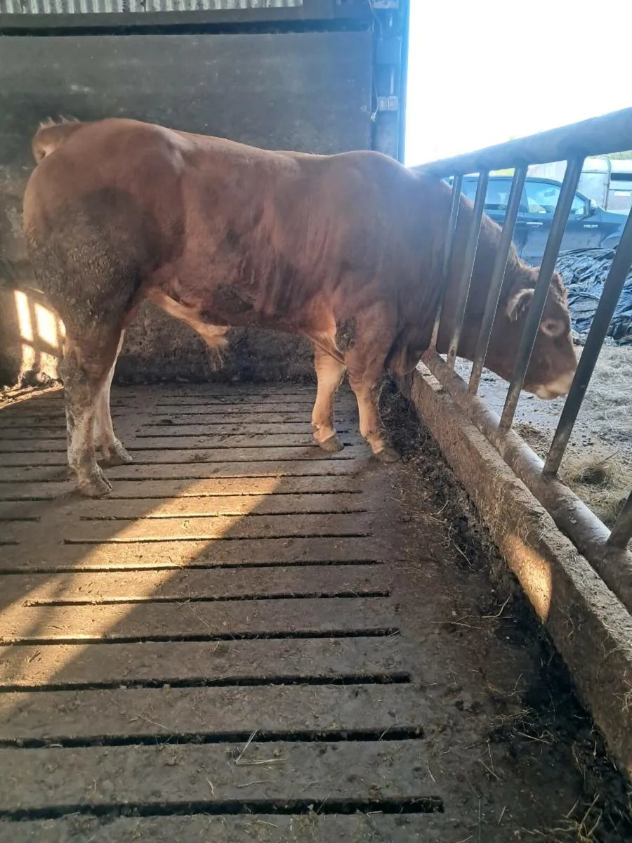 Pbr limousin bull - Image 2