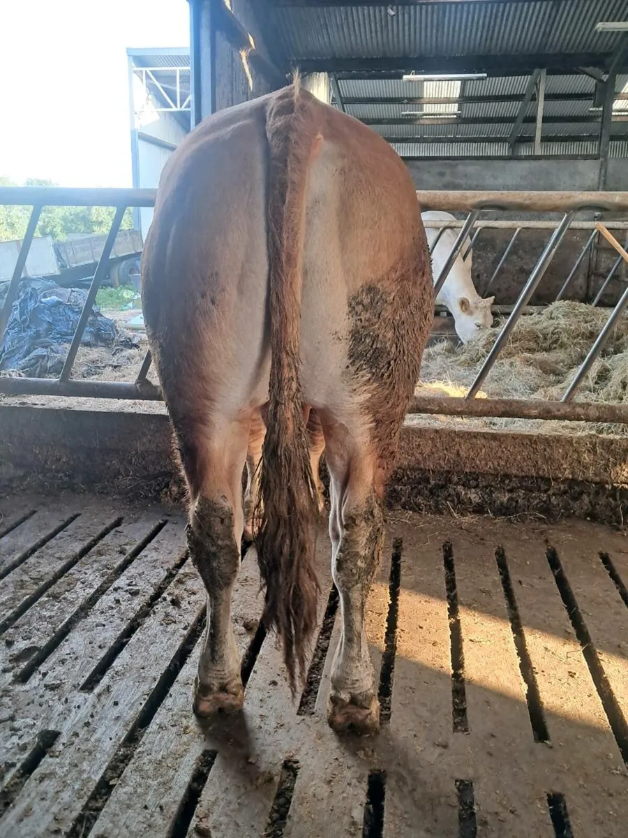 Pbr limousin bull - Image 4