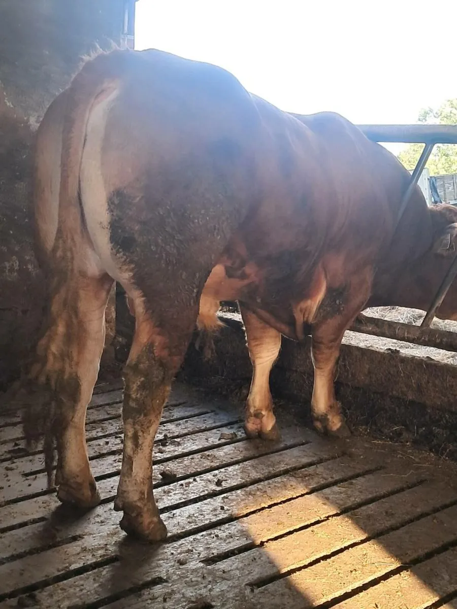 Pbr limousin bull - Image 1