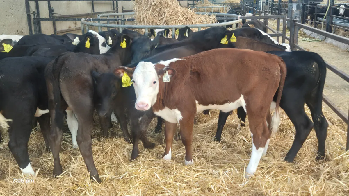 40 Quality strong Heifer calves - Image 1
