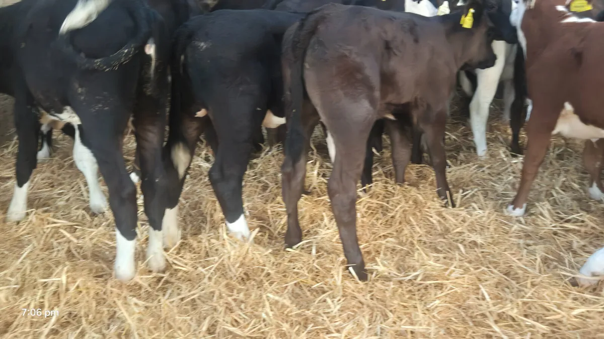 40 Quality strong Heifer calves - Image 3