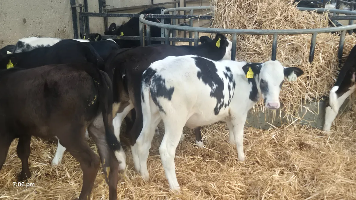 40 Quality strong Heifer calves - Image 4